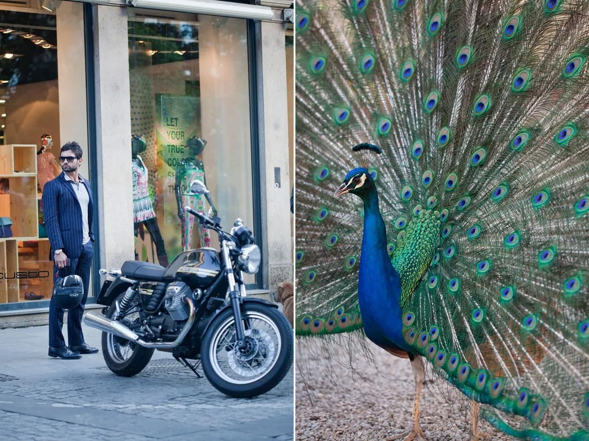 Pavone uomo con giacca e moto - Fotografia di Enrico Fantoni
