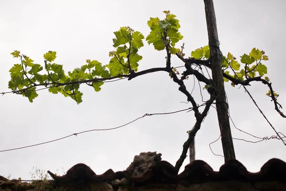 Viti con uva - Fotografia di Enrico Fantoni